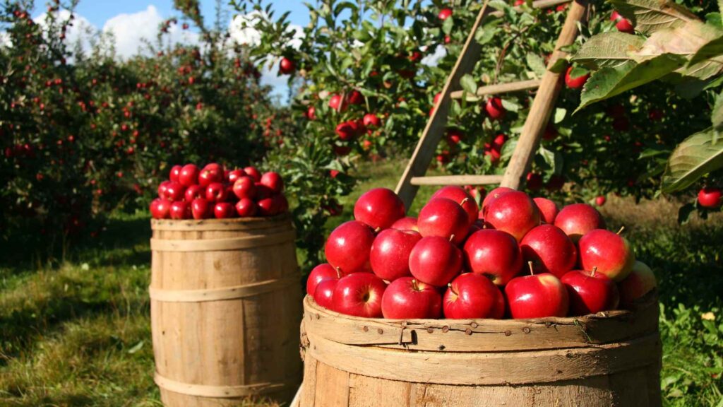 Apples