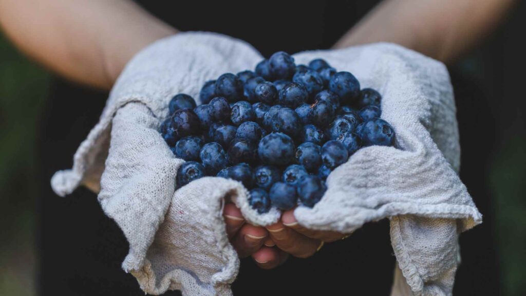 Can Dogs Have Blueberries?