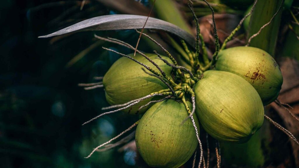 Coconut