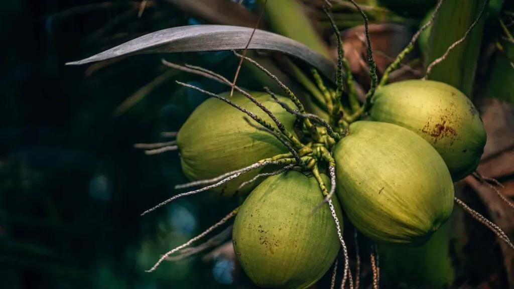 Coconut