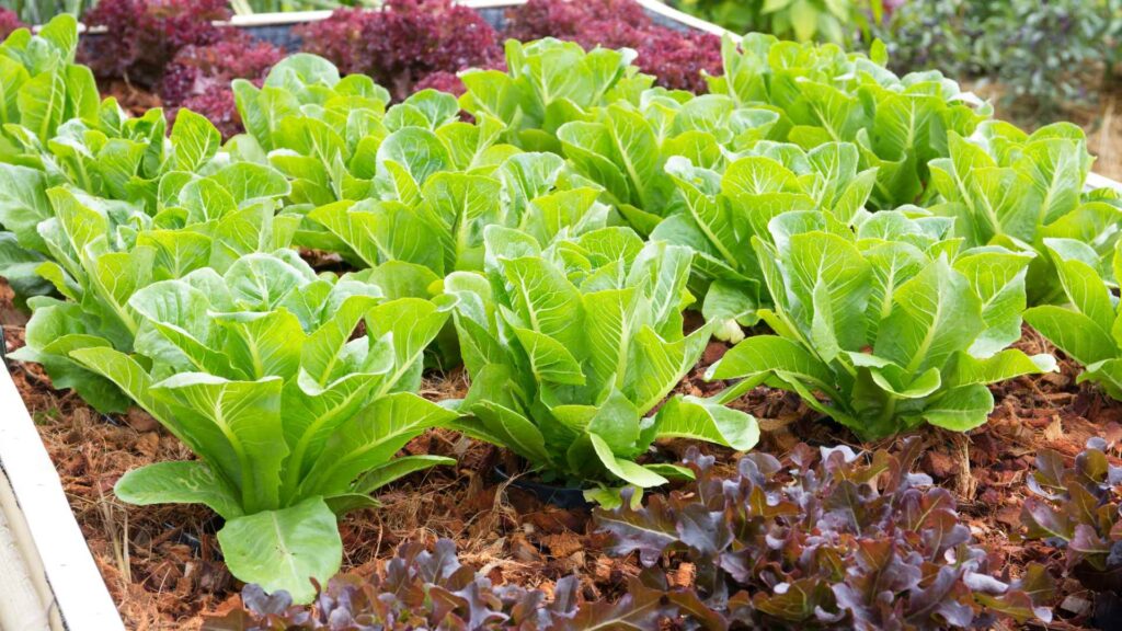 Lettuce