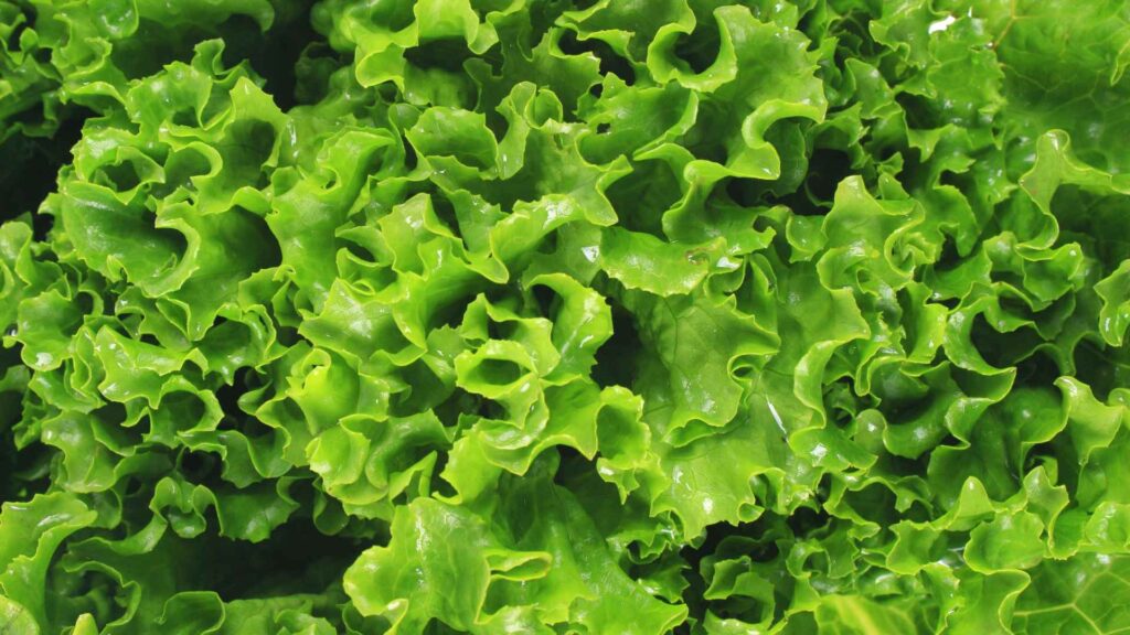 Lettuce