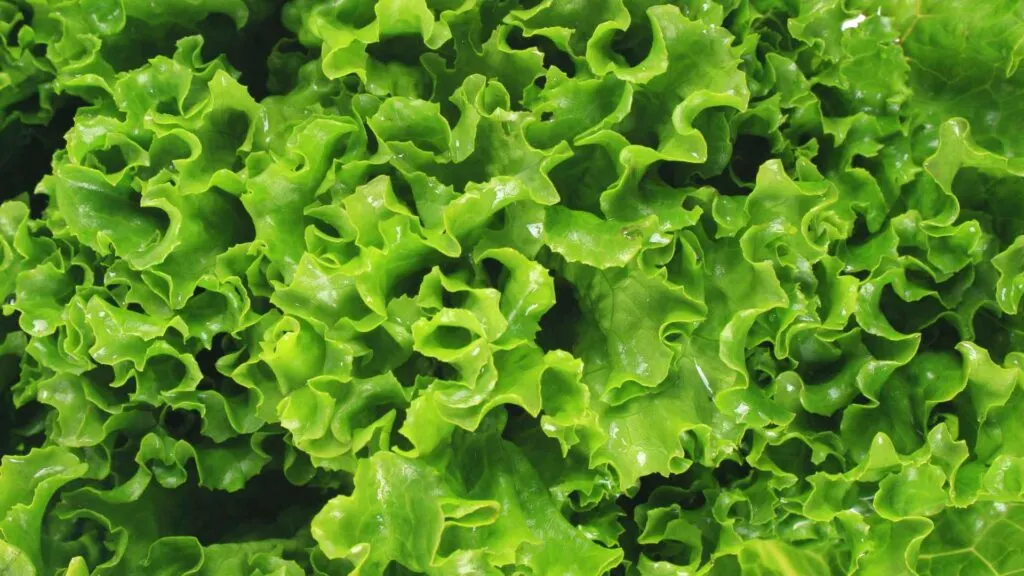 Lettuce