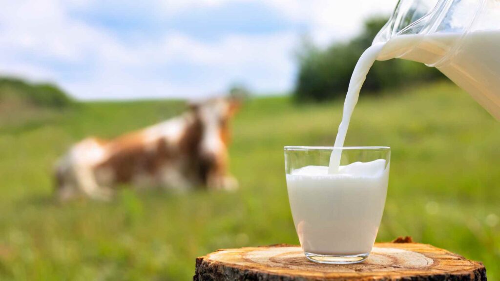 Milk
