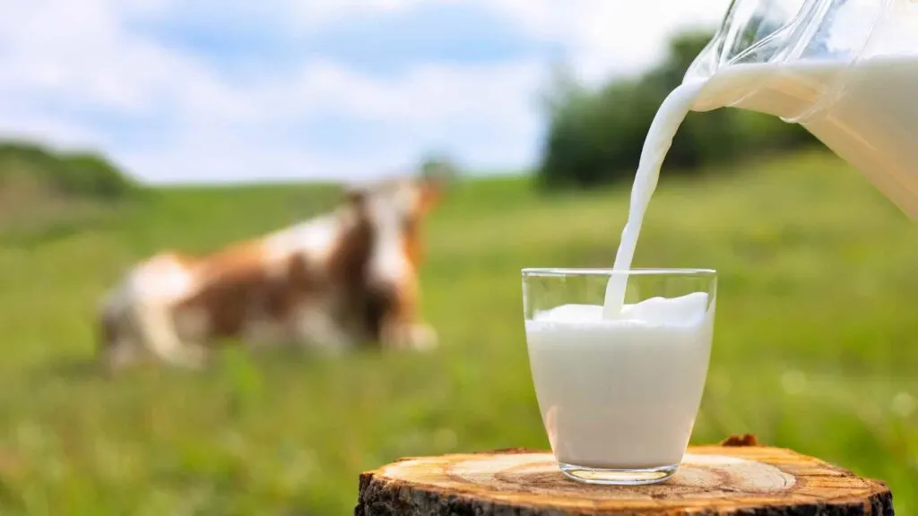 Milk