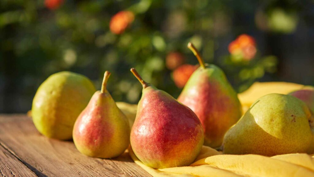Pears