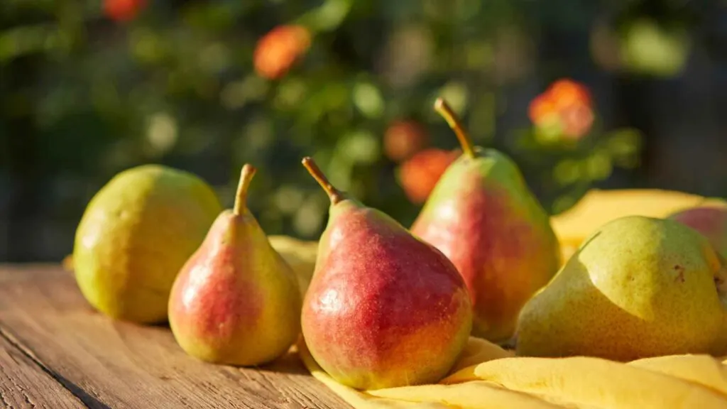 Pears