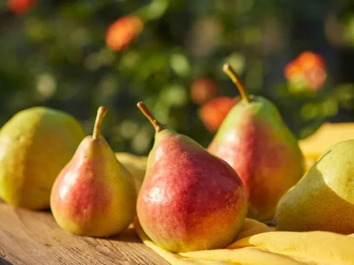 Pears