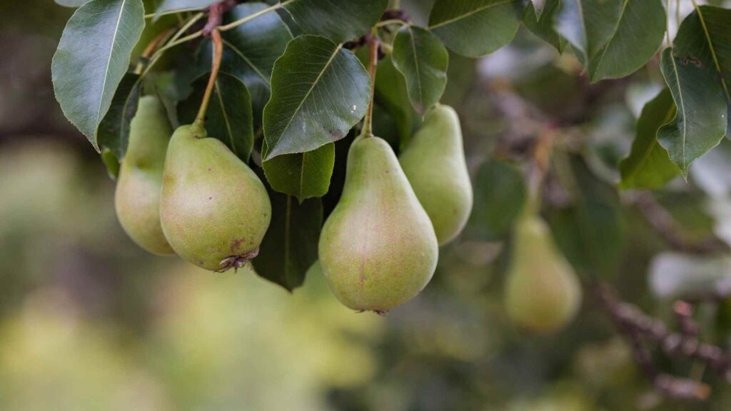 Pears
