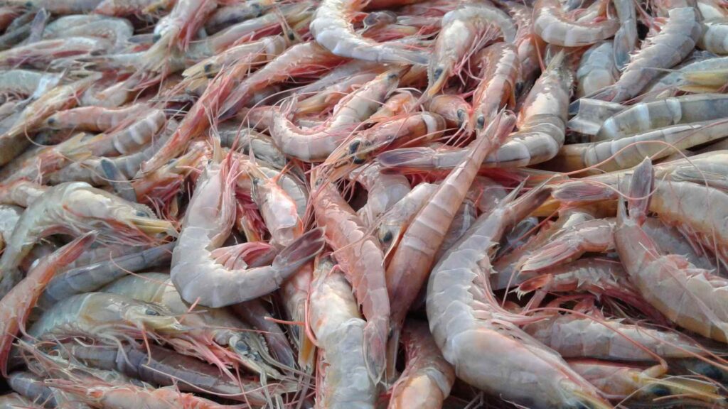 Shrimp