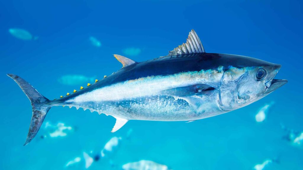 Tuna