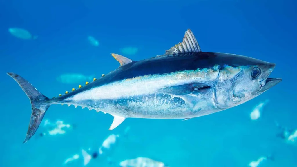 Tuna