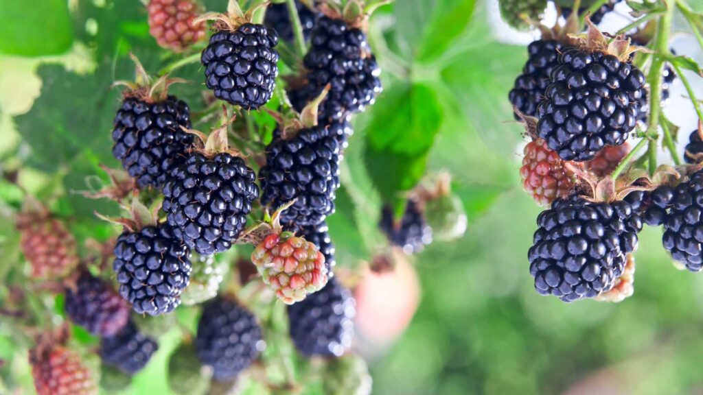 blackberries
