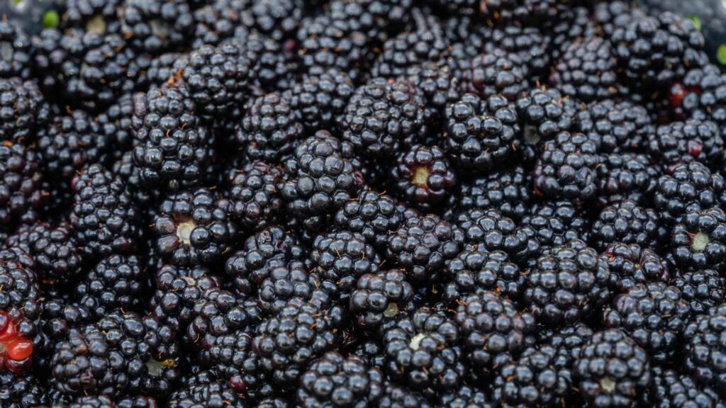 blackberries