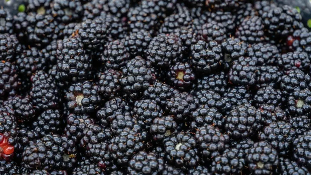 blackberries