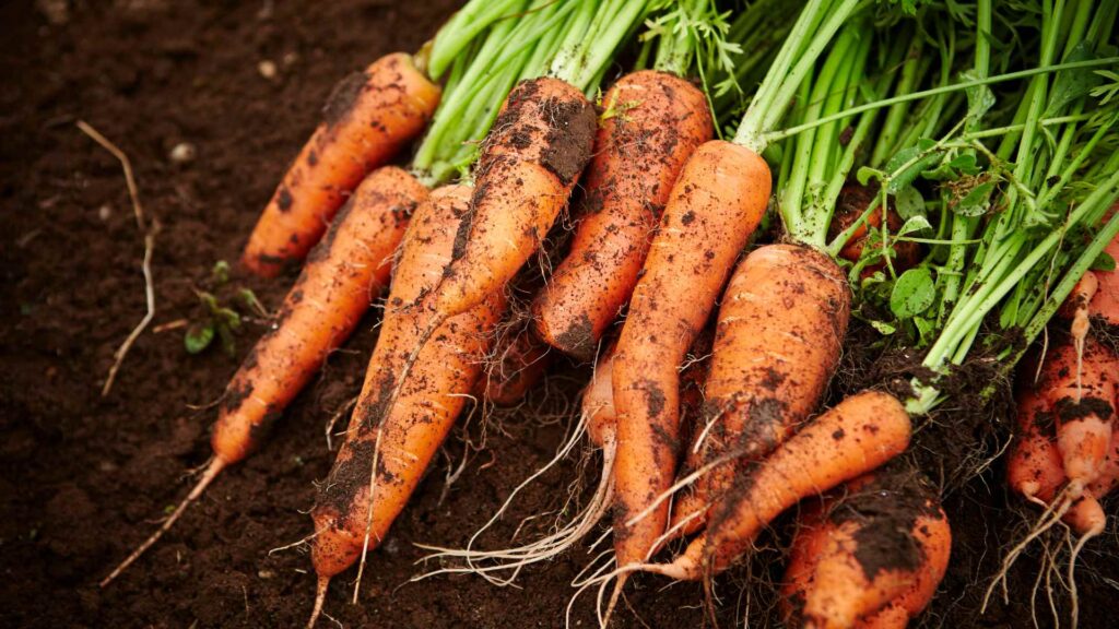 carrots