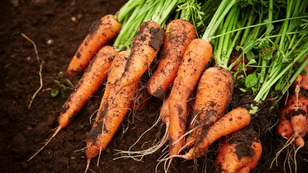 carrots