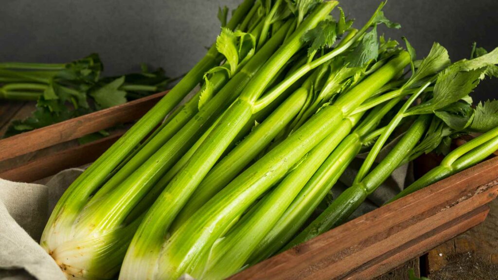 Can Dogs Have celery?