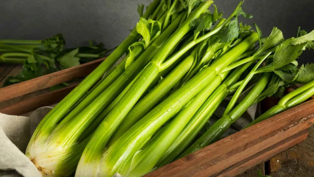 Can Dogs Have celery?