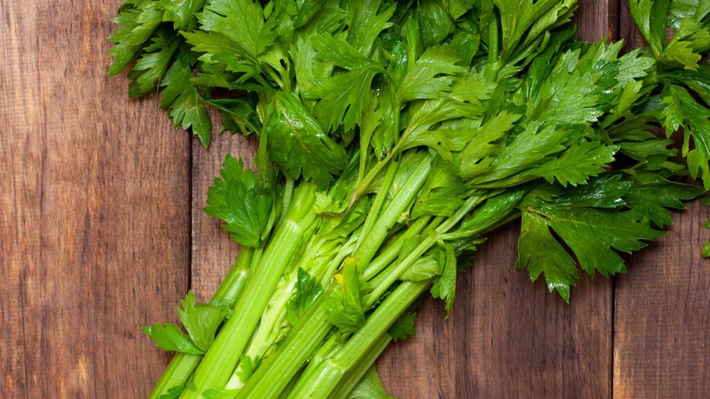 Can Dogs Have celery?