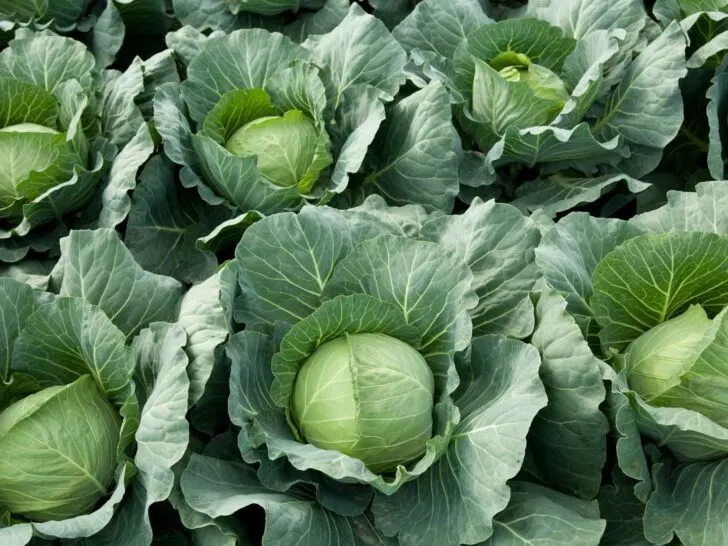 cabbage