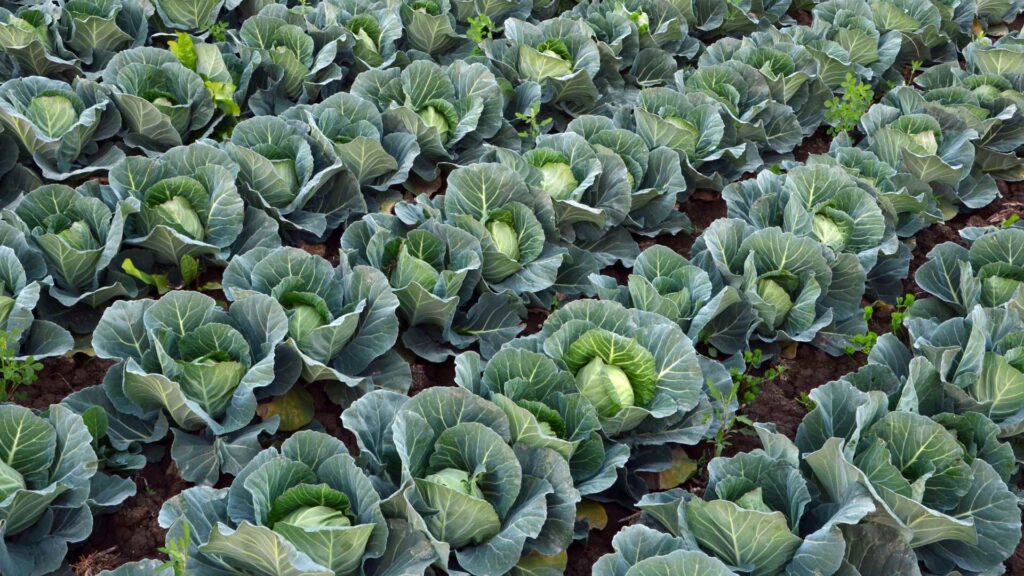 cabbage