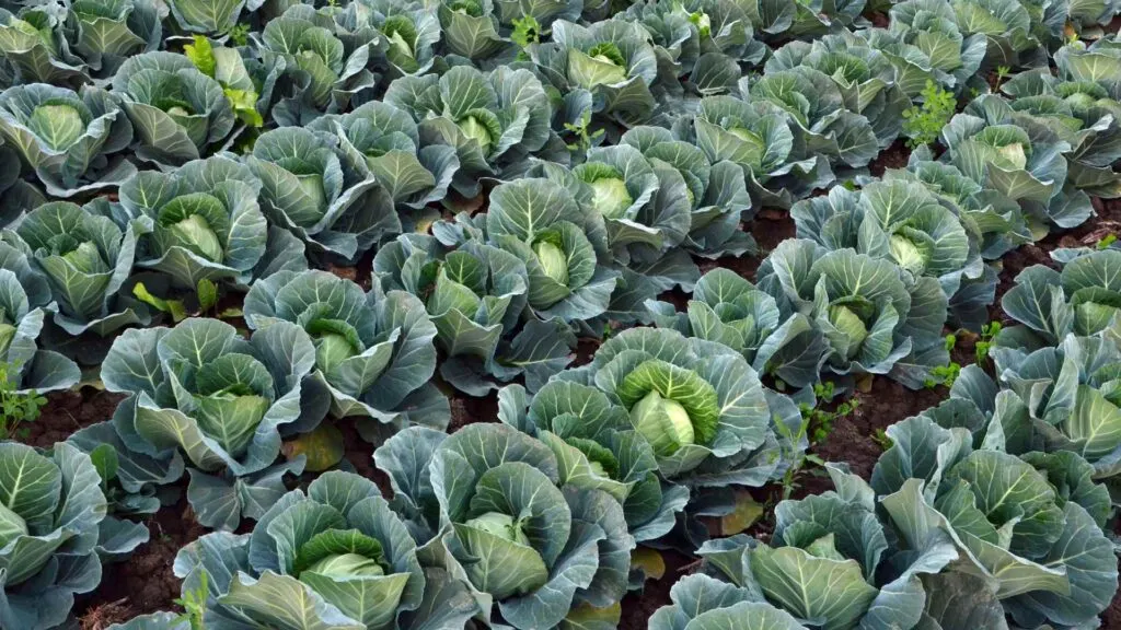 cabbage