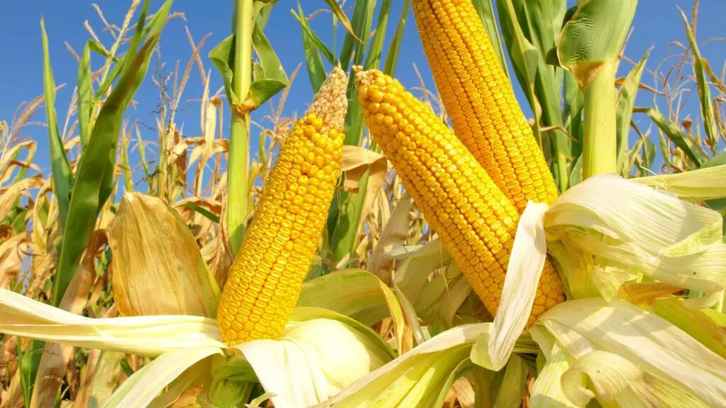 corn
