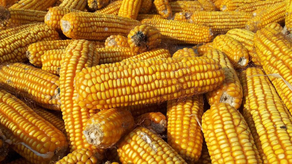 corn