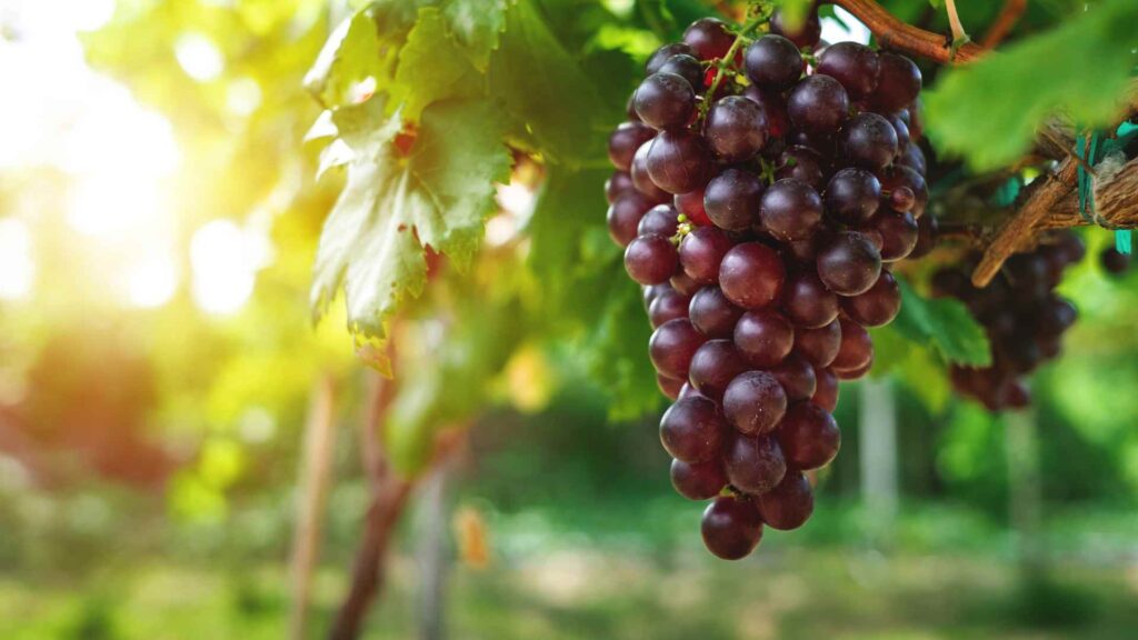 grapes