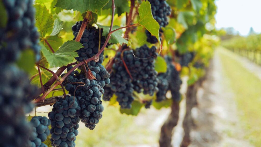 grapes