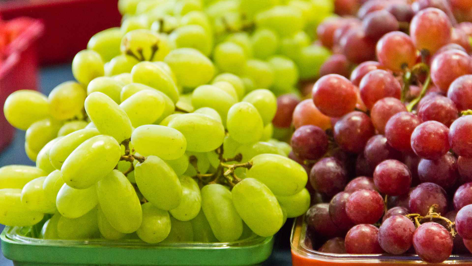 Browse dog food safety guides