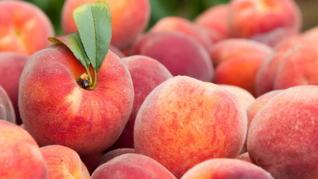 Can dogs have peaches