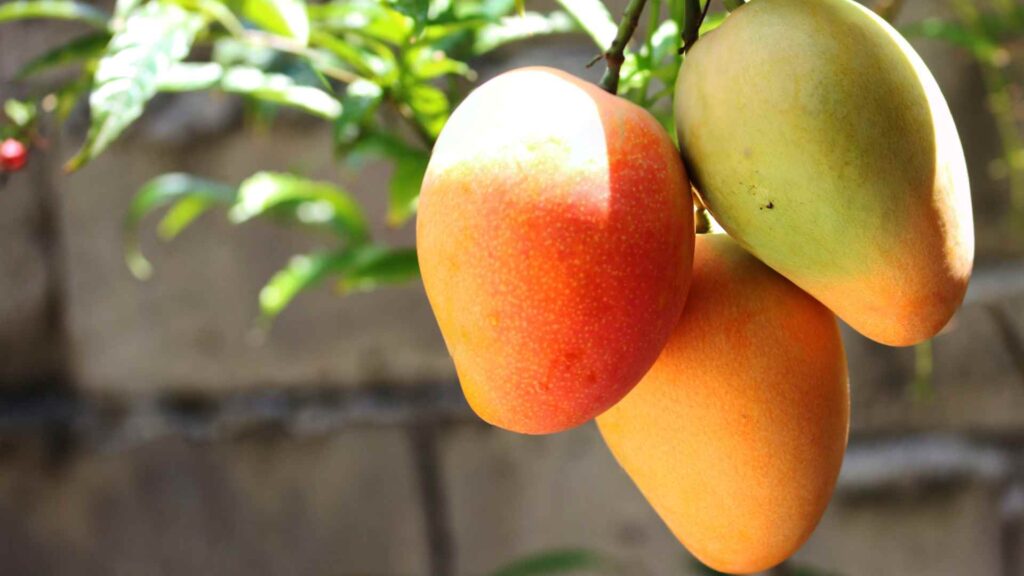 mango