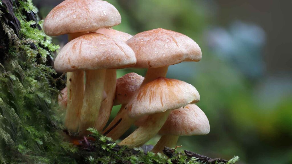 mushroom