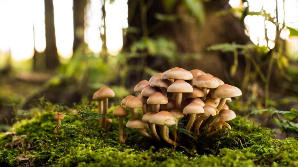 mushroom