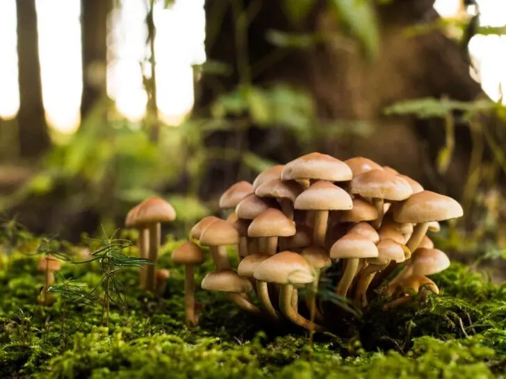 mushroom