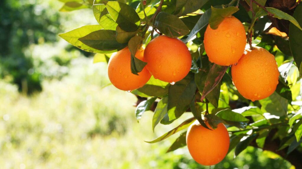 Can Dogs Have oranges?