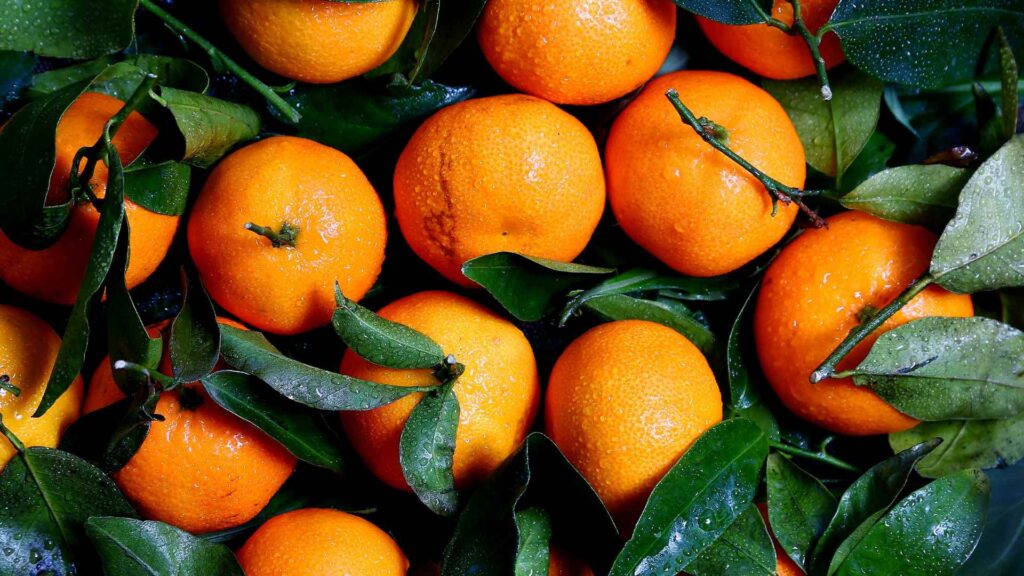 Can Dogs Have oranges?