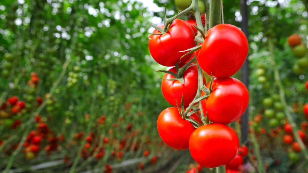 tomato