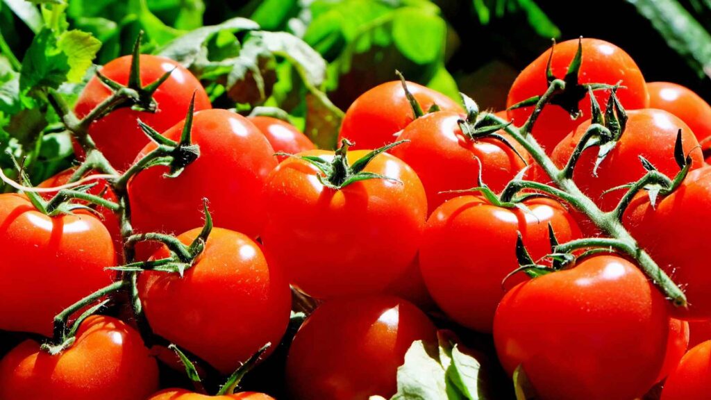 tomato