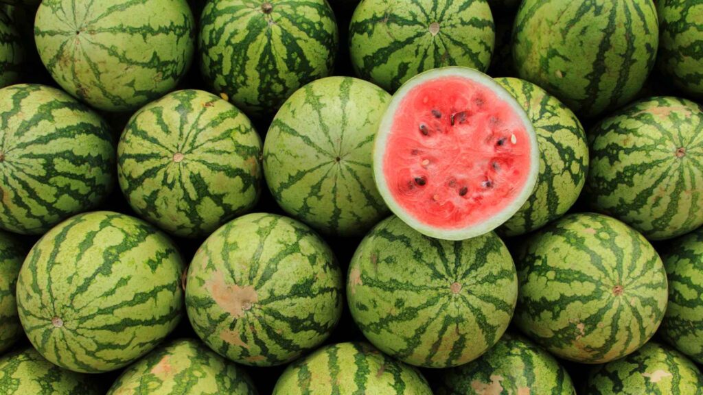 Can Dogs Have watermelon?