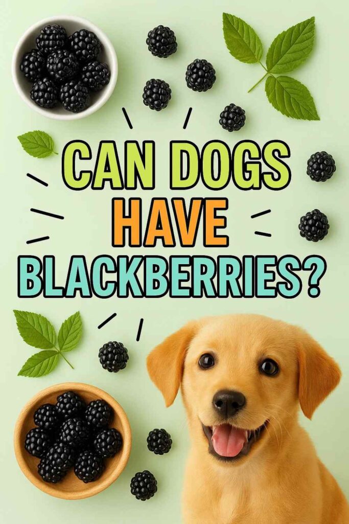 Can dogs have blackberries pin