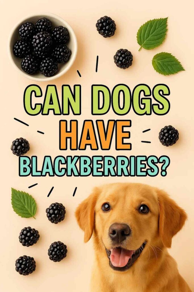 Can dogs have blackberries pin