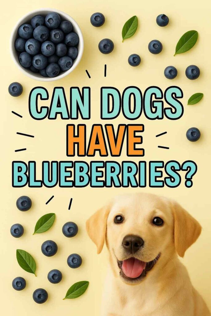 Can dogs have blueberries pin