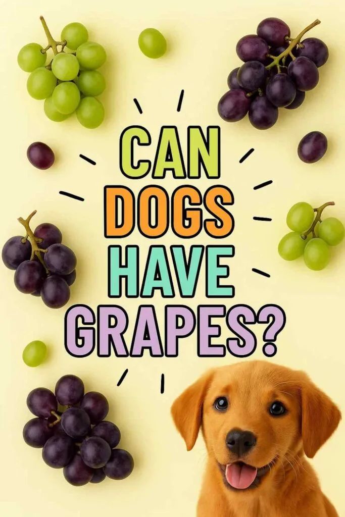 Can dogs have grapes pin