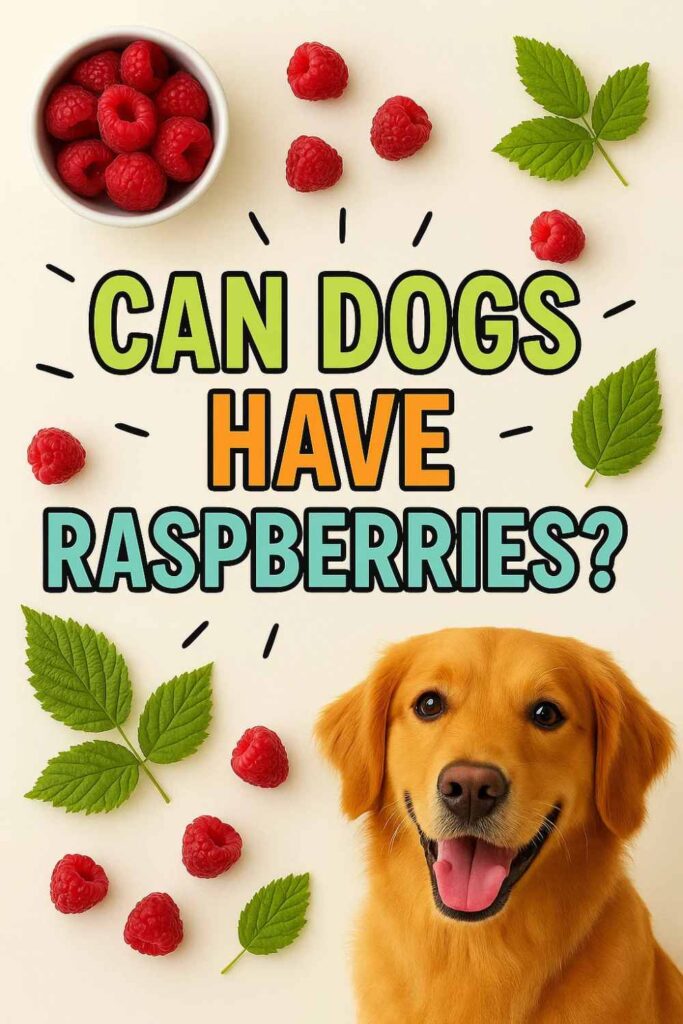 Can dogs have raspberries pin