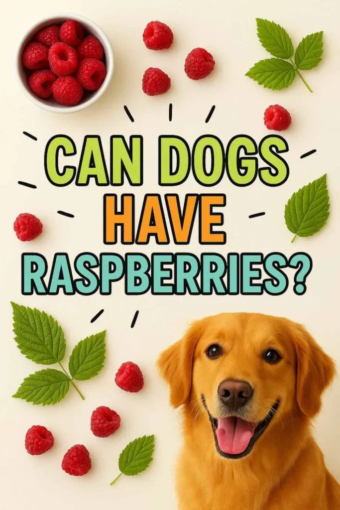 Can dogs have raspberries pin