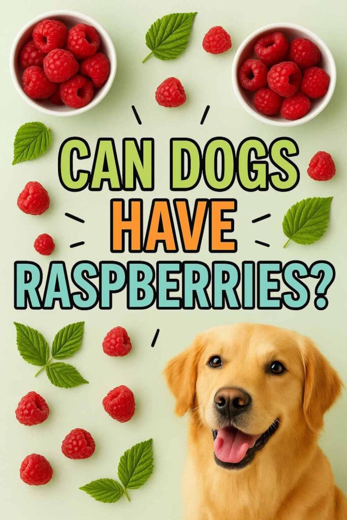 Can dogs have raspberries pin