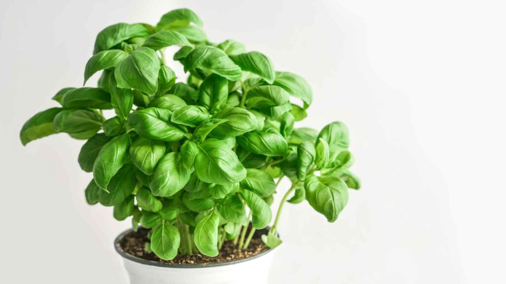Basil